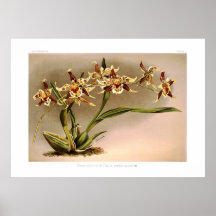 Odontoglossum hallii xanthoglossum print