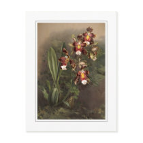 Odontoglossum harryanum post card