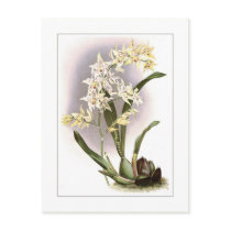 Odontoglossum hebraicim post cards