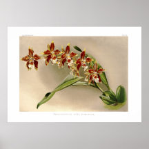 Odontoglossum luteo-purpureum poster