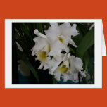 orchid, plant, flora, nature