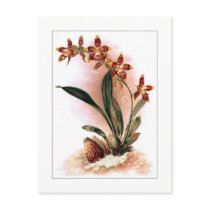 Odontoglossum triumphans postcards