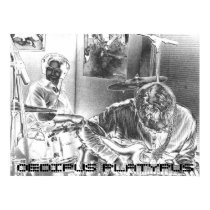Oedipus Platypus Poster posters