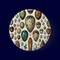 Oeufs buttons
