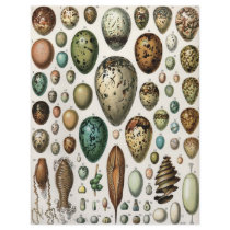 Oeufs letterhead