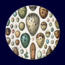 Oeufs magnets