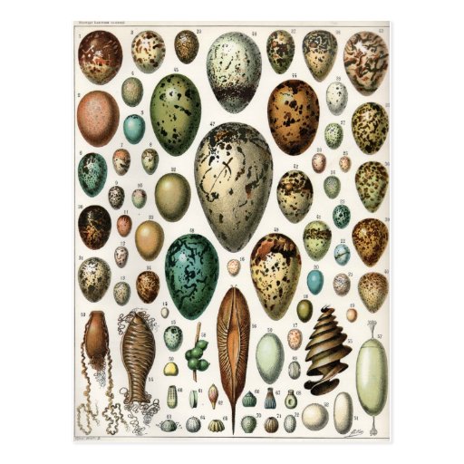 Oeufs Post Card