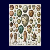 Oeufs postcards