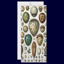 Oeufs rack cards