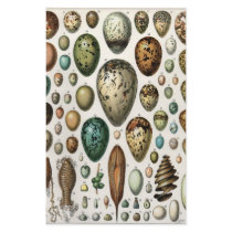 Oeufs stationery