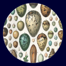 Oeufs stickers