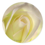 Off White Rose Sticker Envelope Closure