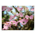 OFFICE ART DOGWOOD Flowers 9 Nature Art Prints by Basleeartprintgifts OFFICE ART DOGWOOD Flowers 9 Nature Art Prints