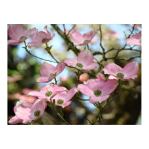 OFFICE ART DOGWOOD Flowers 9 Nature Art Prints