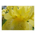 OFFICE ART Prints Yellow Irises Sunlit Iris Flower by Basleeartprintgifts OFFICE ART Prints Yellow Irises Sunlit Iris Flower