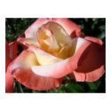 OFFICE ART ROSES Pink Rose Flowers 5 Art Prints by Basleeartprintgifts OFFICE ART ROSES Pink Rose Flowers 5 Art Prints