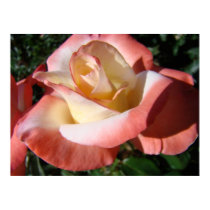 OFFICE ART ROSES Pink Rose Flowers 5 Art Prints by Basleeartprintgifts OFFICE ART ROSES Pink Rose Flowers 5 Art Prints