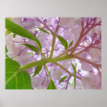 OFFICE ARTWORK Art Prints Canvas Framed HYDRANGEAS