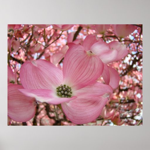 OFFICE GIFT Dogwood Flowers Art Print Christmas