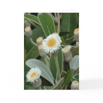 Official Greetings Daisy cards