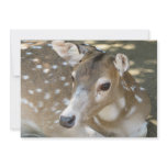Oh Deer Invitation