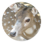 Oh Deer Sticker