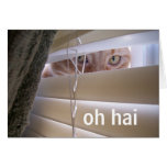 oh hai LOLcat Cards