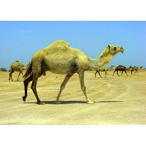 http://rlv.zcache.com/oh_happy_day_camels_in_the_desert_card-d1370458213638896357gq6_500.jpg