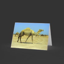 Oh happy day - camels in the desert cards
