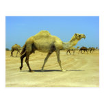 Oh happy day - camels in the desert post card
