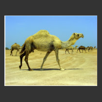 Oh happy day - camels in the desert postcards