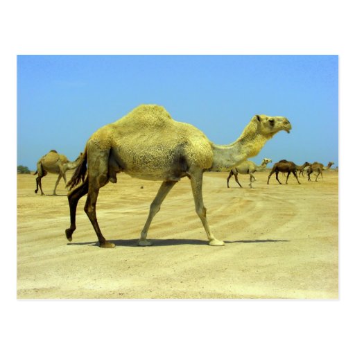Oh happy day - camels in the desert post card