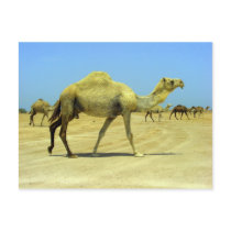 Oh happy day - camels in the desert postcards