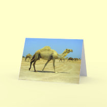 Oh happy day cards