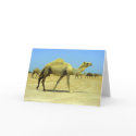 Oh happy day cards