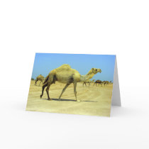 Oh happy day cards by Rainmountain Oh happy day cards