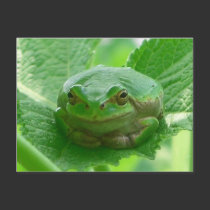 Oh happy day - green frog close up postcards