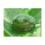 Oh happy day - green frog close up postcard