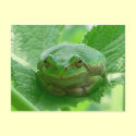 Oh happy day - green frog close up postcard