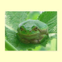 Oh happy day - green frog close up postcard by Rainmountain Oh happy day - green frog close up postcard