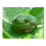 Oh happy day - green frog close up postcard