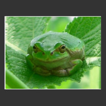 Oh happy day - green frog close up postcards
