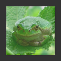 Oh happy day - green smiling frog magnet magnets