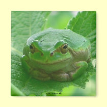 Oh happy day - green smiling frog magnet