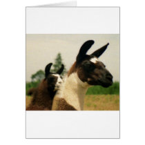Oh, LLamaaaa cards