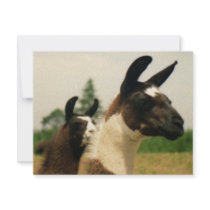 Oh, LLamaaaa Custom Announcements