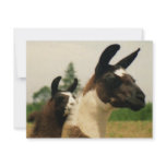Oh, LLamaaaa Custom Announcements