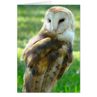 Oh Owl Blank Note Card