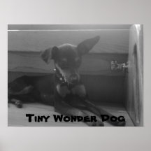 Oh So Cute Min Pin Posters