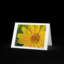 Oh, Sunny Day! cards